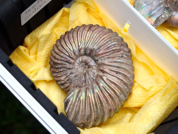 Ammonite de Bully