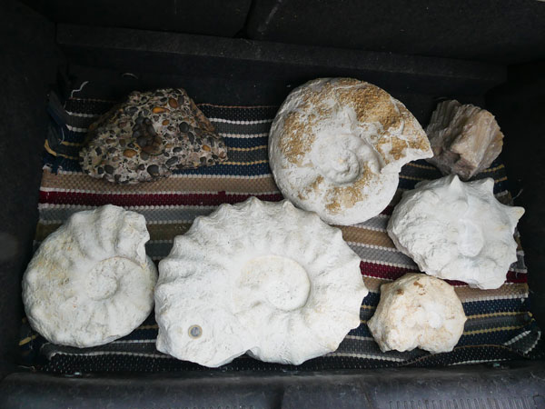 Ammonites de Bully